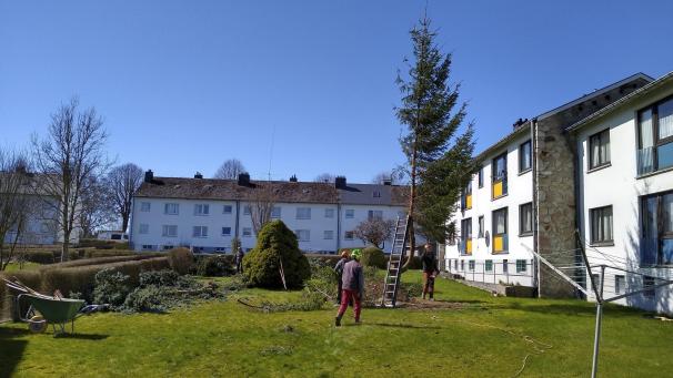 <p>bäume2</p>