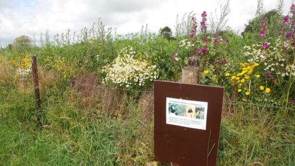 <p>Unterhalb der Biogasanlage hat die Dries Energy AG eine Blumenwiese angepflanzt.</p>