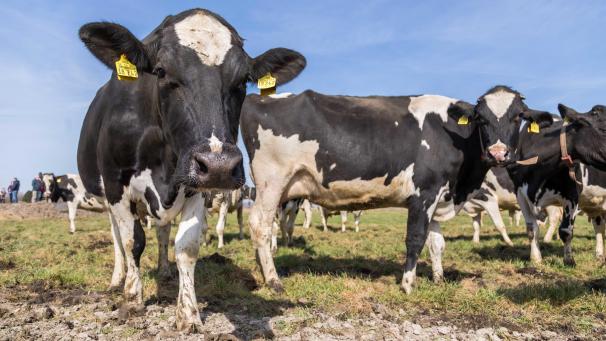 <p>Milchkühe stehen auf der Weide. Die Emissionen von Rindern und anderen Wiederkäuern seien bei Methan fast so hoch wie die der fossilen Brennstoffindustrie, so Forscher.</p>