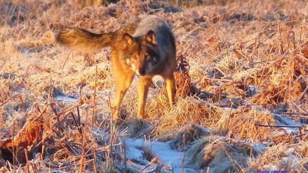 <p>Dass der im Hohen Venn sesshafte Wolf Akela in Nidrum zuschlug, hält der Wolfsexperte Michael Pankert eher für unwahrscheinlich.</p>