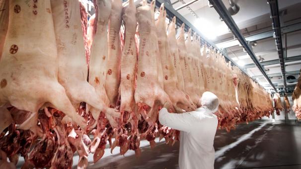 <p>Frisch geschlachtete Schweine hängen in einem Kühlhaus des Fleischunternehmens Tönnies.</p>