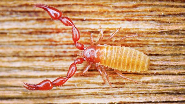 <p>Der Nationalpark Eifel spricht von einem kleinen Sensationsfund: Forscher haben in dem Schutzgebiet südlich von Aachen einen den Angaben nach äußerst seltenen Pseudoskorpion nachgewiesen.</p>