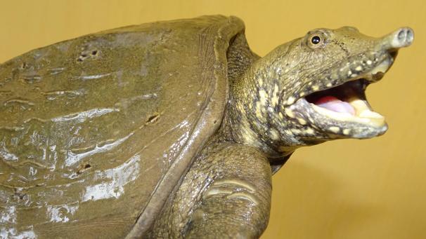 <p>Hier zu sehen: Pelodiscus variegatus, eine Schildkröte mit einem Rüssel. Im Gebiet des Mekong-Flusses sind in den vergangenen zwei Jahren 110 neue Arten entdeckt worden.</p>