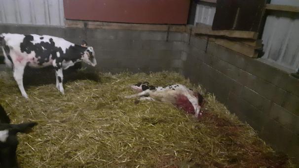 <p>Durch einen DNA-Abgleich konnte nachgewiesen werden, dass der Angriff auf einen Kälberstall am 10. Juli in Nidrum das Werk eines Wolfes war. Ein Kalb wurde getötet und ein weiteres schwer verletzt.</p>