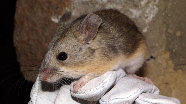 <p>Auf dem Gipfel des nordchilenischen Vulkans Llullaillaco haben Forscher in 6739 Meter Höhe eine Blattohrmaus entdeckt.</p>