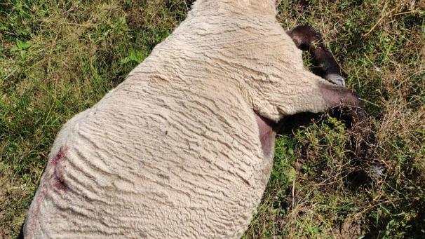<p>In Stoubach in der Gemeinde Burg-Reuland wurden vier Schafe durch einen Wolf getötet, ein weiteres ist verschwunden.</p>