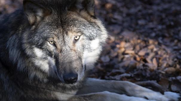 <p>wolf</p>