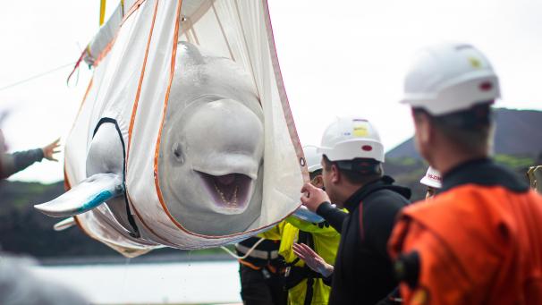 <p>Zwei Beluga-Wale mit den Namen Kleiner Grauwal und Kleiner Weißwal werden in das erste Freiwasser-Walschutzgebiet der Welt gebracht, um sich an die natürliche Umgebung gewöhnen und schließlich ausgewildert werden zu können.</p>