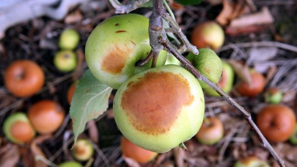<p>Zu lange in der Sonne: Braune Flecken zeigen sich auf Äpfeln in einer Obstbauanlage.</p>