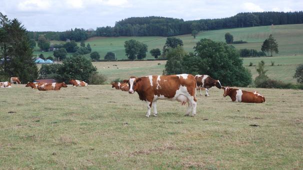 <p>Wegen der seit Monaten anhaltenden Trockenheit können Kühe von saftigen Weiden zurzeit nur träumen. Die Landwirte sehnen sich nach Regen, um den Futtermangel noch etwas zu lindern.</p>