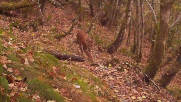 <p>Dieses Foto entstand Ende August im Semois-Tal an der Grenze zu Frankreich. Darauf zu sehen: ein Luchs.</p>