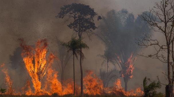 <p>Ein Waldstück im Amazonas-Gebiet steht in Flammen.</p>