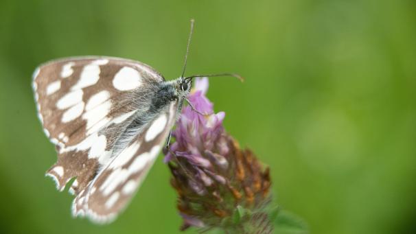 <p>Die Biodiversität ist in Gefahr.</p>