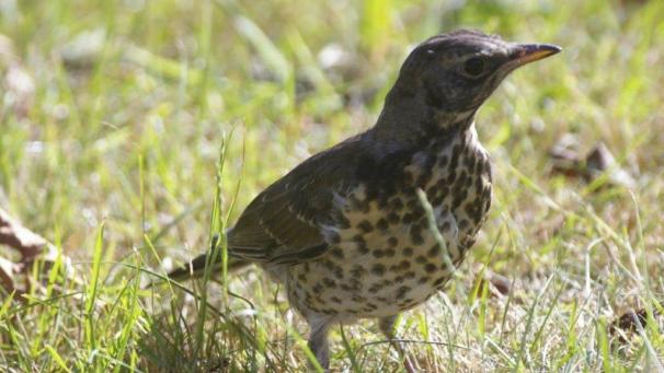 <p>Viele Vögel zieht es in diesen Tagen und Wochen in den Süden.</p>