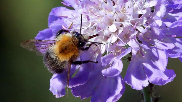 <p>Bestäuberpopulationen (Bild: Hummel) und ihre Vielfalt gehen auch in Belgien zurück.</p>
