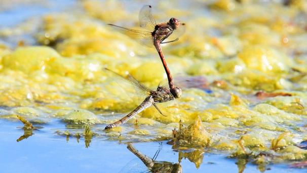 <p>Zwei Libellen fliegen bei der Paarung im Tandemflug.</p>