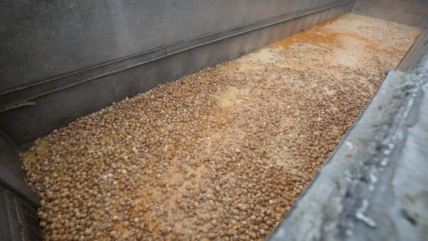<p>Millionen Eier, wie hier in einer Geflügelfarm in Houffalize, mussten vernichtet werden.</p>