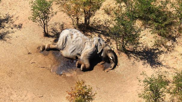 <p>Okavango Delta: Ein toter Elefant liegt in einem Gebüsch. Die Behörden in Botsuana haben Bakterien als Ursache für ein Massensterben von Elefanten festgestellt.</p>
