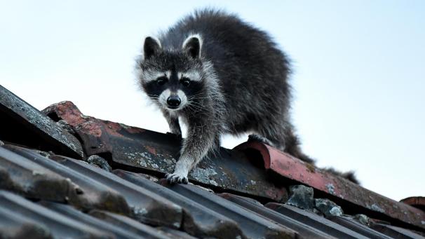 <p>Ein Waschbär klettert über ein Dach.</p>