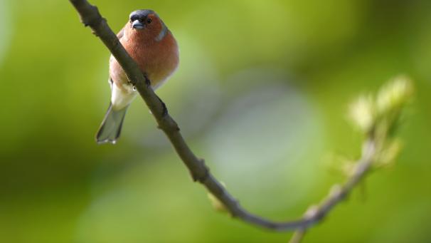 <p>Ein männlicher Buchfink (Fringilla coelebs) sitzt auf einem Ast.</p>