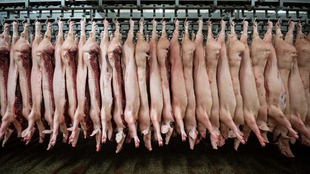<p>Halbierte Schweine hängen in einem Schlachthof an den Haken. Schweinehalter beklagen, dass sie nicht mehr wissen, wohin mit den Tieren - wegen der Corona-Hygieneauflagen sind die Kapazitäten vor allem im Zerlegebereich erschöpft. Die Landwirte warnen vor einer Notsituation.</p>