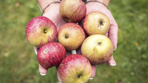 <p>Äpfel aus dem eigenen Garten können zu Natagora/BNVS gebracht werden statt zu vergammeln.</p>