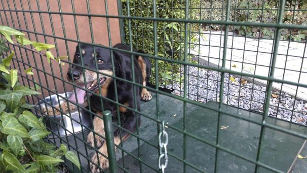<p>Nach über sechs Monaten gelang es, den Jagdhund-Mix „Fly“ in die Falle zu locken.</p>