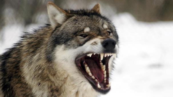 <p>wolf 134283079</p>