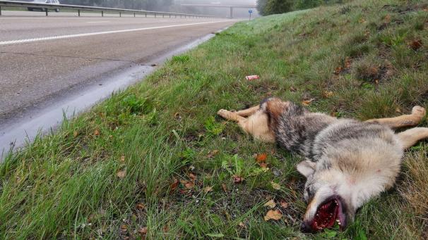 <p>Das tote Tier wurde von einem Lkw-Fahrer am Straßenrand gefunden.</p>