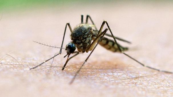 <p>Malaria kann von Mücken wie dieser übertragen werden. Das geschieht in seltenen Fällen auch in unypischen Ländern.</p>