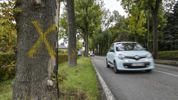 <p>238 Bäume säumen die Hochstraße – 32 von ihnen werden gefällt.<br />
Foto: David Hagemann</p>