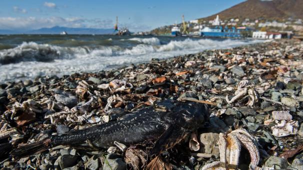 <p>Ein toter Fisch liegt am Strand von Khalaktyr auf der Halbinsel Kamtschatka zwischen verendeten Seesternen. Nach dem massenhaften Tiersterben an der Küste Kamtschatkas im Fernen Osten Russlands suchen die Behörden weiter nach den Gründen.</p>
