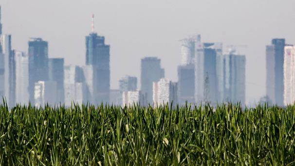 <p>Die einige Kilometer entfernt stehenden Frankfurter Hochhäuser erscheinen in der Mittagshitze flimmernd hinter einem Maisfeld.</p>