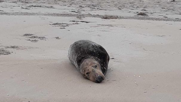 <p>Ist wieder frei: die Robbe Sam.</p>