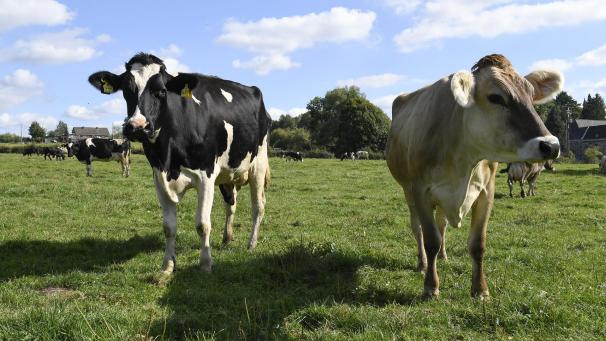 <p>Weil in Ostbelgien vor allem Weidewirtschaft betrieben wird, dürften die Öko-Maßnahmen nicht für Hektik sorgen. Die Landwirtschaft in der DG ist bereits ökologisch eingestellt.</p>