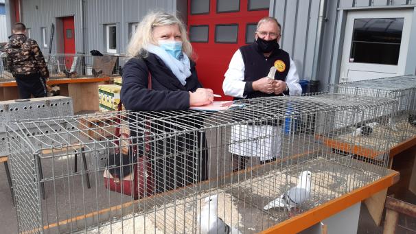 <p>Nadine und Guy Lawarrée bei der Bewertung der alten belgischen Taubenrasse Flandrische Smerle.</p>