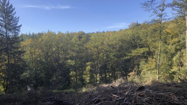 <p>Der Borkenkäfer hat - wie hier in Eupen - auch im Jahr 2020 wieder für große Schäden gesorgt.</p>