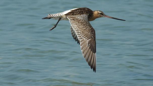 <p>Pfuhlschnepfen, die wissenschaftlich „Limosa lapponica“ heißen, haben eine Körperlänge von etwa 40 Zentimetern und einen zehn Zentimeter langen Schnabel.</p>