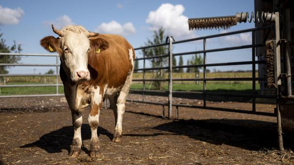 <p>Ungeachtet der Kritik von Umweltaktivisten und Naturschutzverbänden hat das Europaparlament seine Position zur geplanten milliardenschweren EU-Agrarreform verabschiedet.</p>