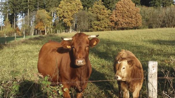 <p>Viele ostbelgische Landwirte würden ihre Tiere gerne auf der Weide bzw. am Aufzuchtort töten. Ab dem kommenden Jahr soll dies möglich sein. Auch immer mehr Verbraucher legen Wert auf Alternativen zur herkömmlichen Schlachtung.</p>