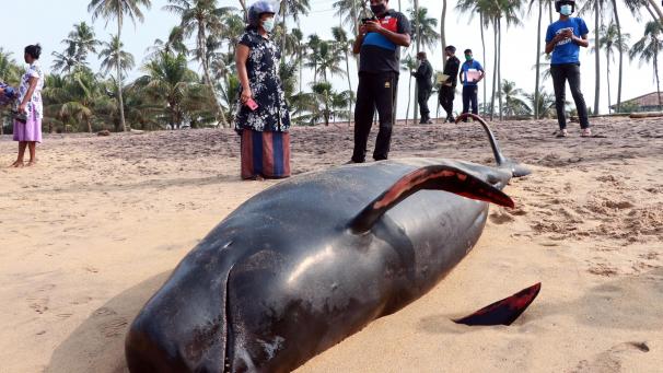 <p>Über 100 Wale, die am Montag an den Stränden Sri Lankas an Land gespült worden waren, wurden nach einer fast 18-stündigen Rettungsaktion erfolgreich ins Meer zurückgedrängt. Vier Wale starben jedoch.</p>