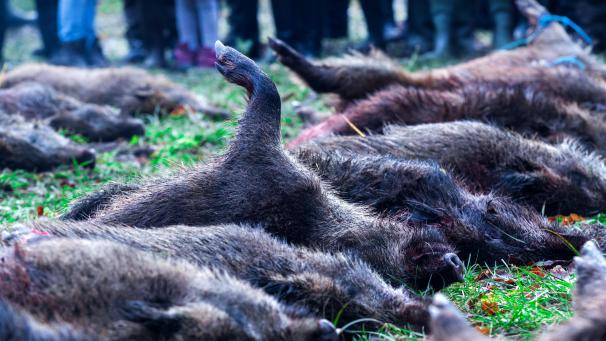 <p>Die Schließung des Horeca-Sektors macht den Jägern mitten in der Jagdsaison zu schaffen. Die Vermarktung des erlegten Wildes läuft nur schleppend.</p>