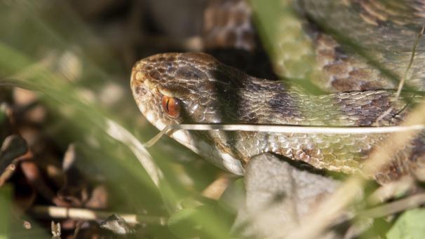 <p>Die Kreuzotter gehört zu den bedrohten Arten. Experten versuchen nun die Population in Belgien zu stärken, indem Tiere im Venn von Malchamps angesiedelt wurden.</p>