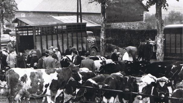 <p>Bis Ende des 20. Jahrhunderts war der Viehmarkt eines der wichtigsten Standbeine des Marktes überhaupt. Dabei gab es teilweise enorme Viehauftriebe mit bis zu 1.200 Tieren. Dieses Foto entstand Mitte der 1960er Jahre.</p>