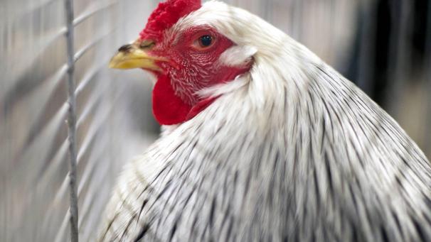 <p>Ab morgen gelten strengere Regeln für die Halter von Geflügel..</p>