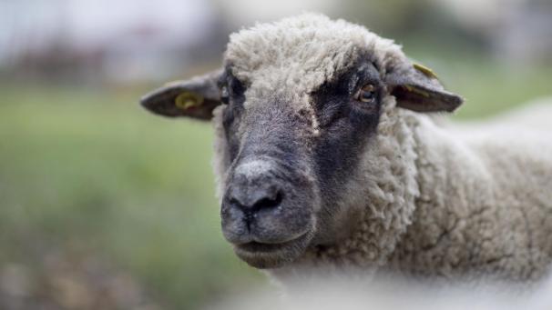 <p>Auf verschiedenen Wiesen in Eynatten hatte der Angeklagte mehrere Tiere gehalten. Nun steht die Frage im Raum, ob er dies ordnungsgemäß tat oder gegen die Tierschutzgesetzgebung verstieß.</p>