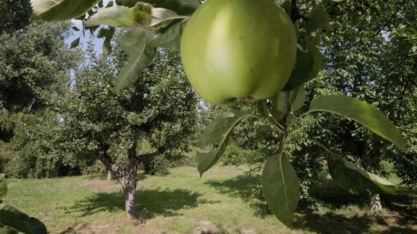 <p>Im Mittelpunkt der Aktion steht in diesem Jahr der Obstbaum. Seit vielen Jahren schon setzt sich das wallonische Agrarforschungszentrum für die Anpflanzung alter Sorten ein.</p>