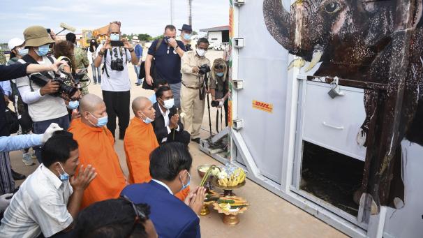 <p>Kambodscha, Siem Reap: Der Container, in dem der Elefant Kaavan steht, wird bei seiner Ankunft auf dem internationalen Flughafen Siem Reap von Mönchen gesegnet. In Kambodscha findet Kaavan in einem Schutzgebiet ein neues Zuhause.</p>