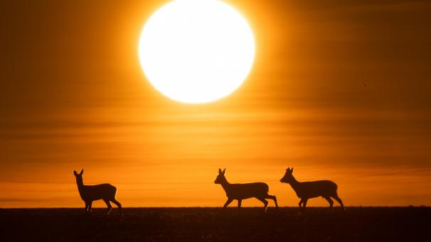 <p>Die weltweite Temperatur im vergangenen Monat lag dem Klimadienst zufolge im Mittel fast 0,8 Grad über der 30-jährigen Referenzperiode von 1981 bis 2010 und 0,1 Grad über den bisherigen Rekordwerten aus den Jahren 2016 und 2019.</p>