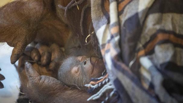 <p>Orang-Utan-Nachwuchs in Paira Daiza</p>
